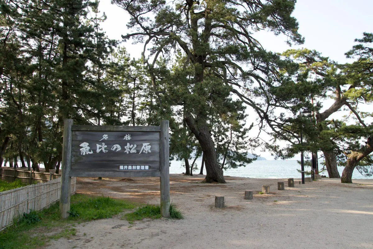 Kehi no Matsubara（Pine Tree Park）'s image 3