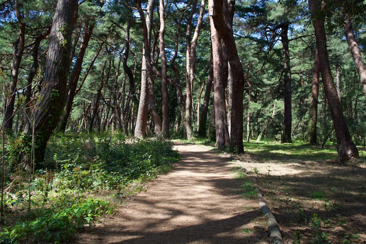 Kehi no Matsubara（Pine Tree Park）'s image 4