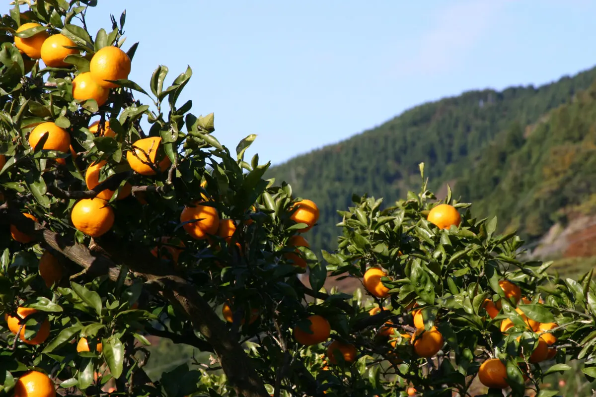 みかん 甘さとコクが自慢の特産品「三ヶ日みかん」。ブランドを守る設備と防除
